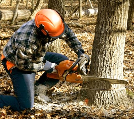 Tree Removal in Cordova, IL